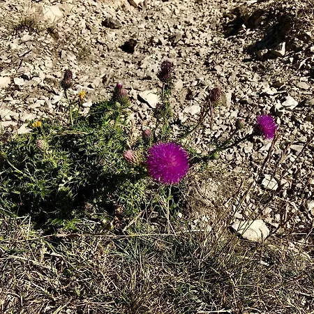 Holiday D'avignon Et Pinede * Les Angles (Gard)